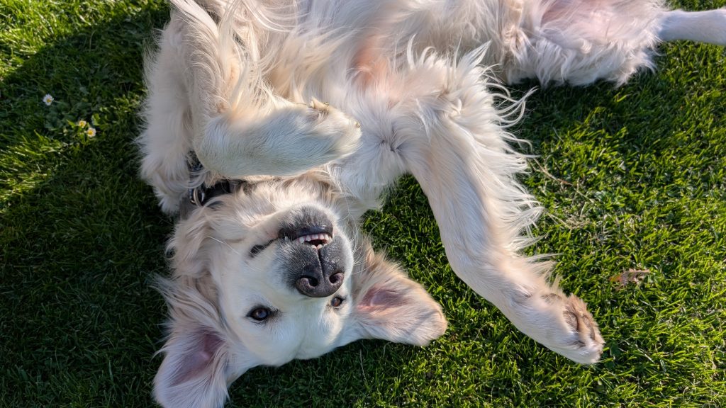 Golden Retriever Balu liegt entspannt auf dem Rücken im Gras und scheint zu lächeln.