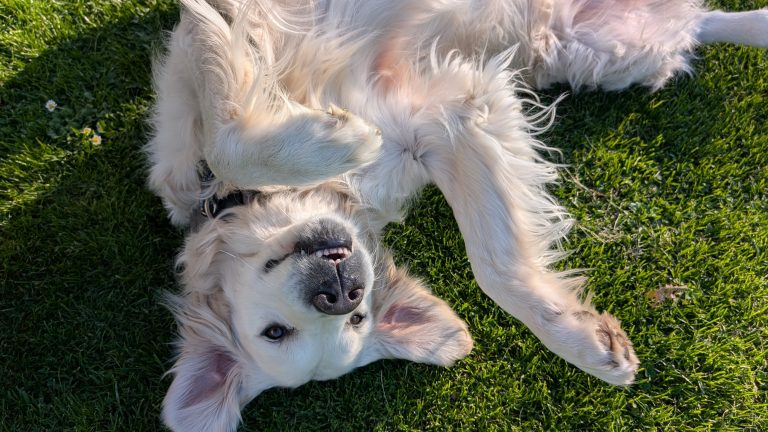 Golden Retriever Balu liegt entspannt auf dem Rücken im Gras und scheint zu lächeln.