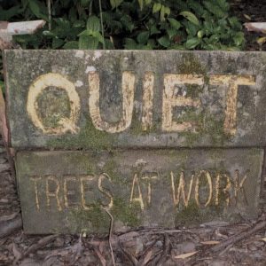 Quiet Trees at Work